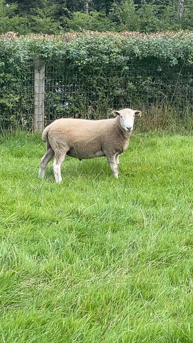 Texel ram - Image 2