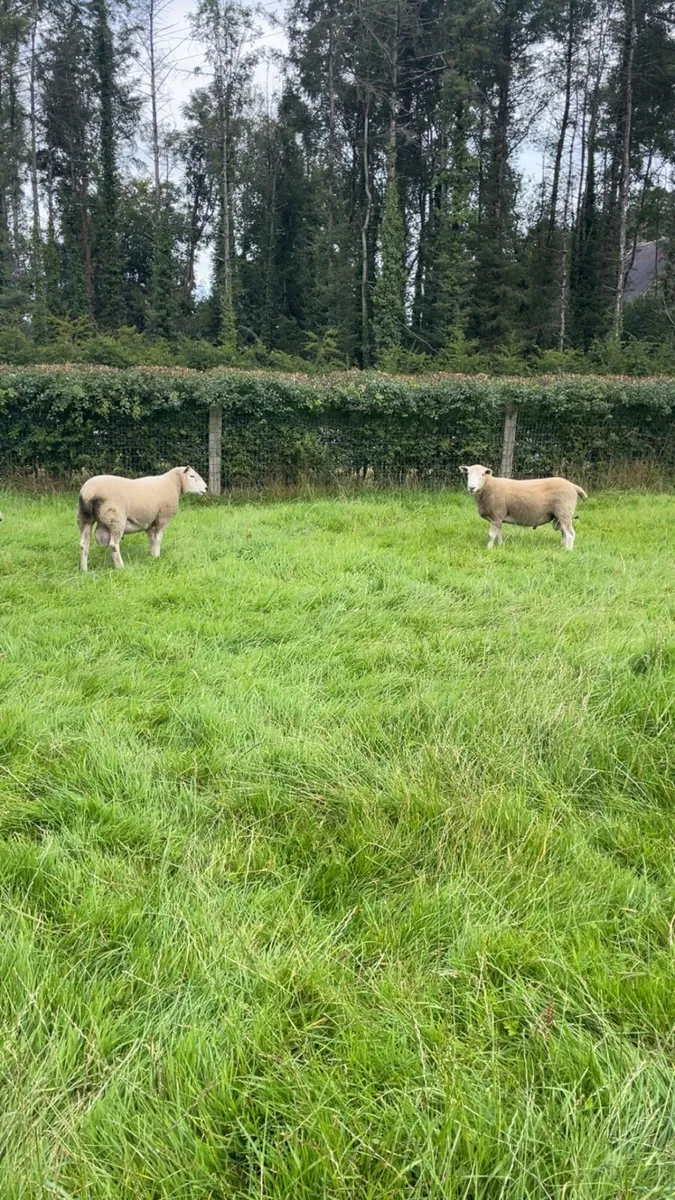 Texel ram - Image 3