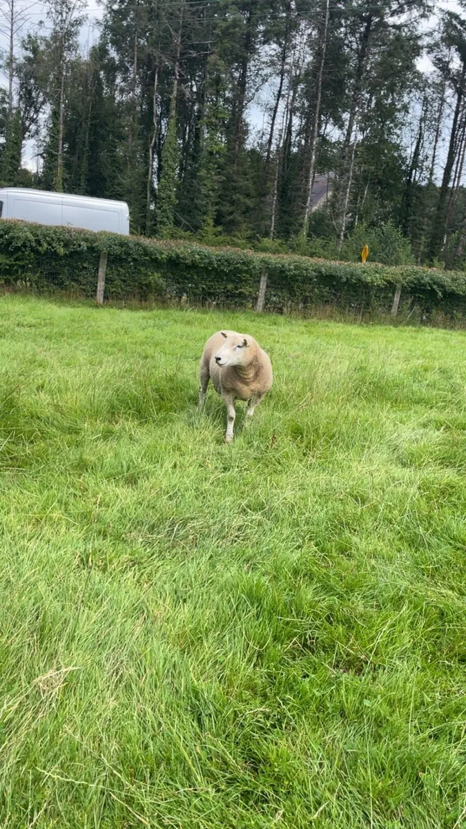 Texel ram - Image 4