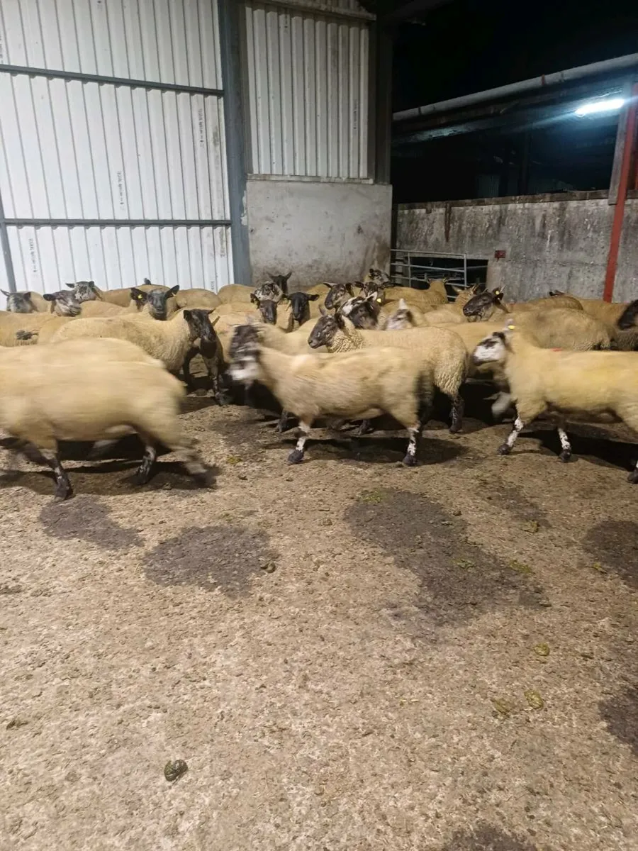 Borris Ewes - Image 1