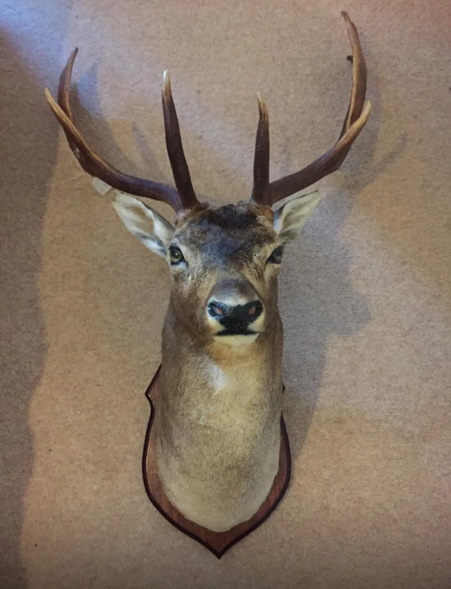 Fallow deer head, Silver medal - Image 1