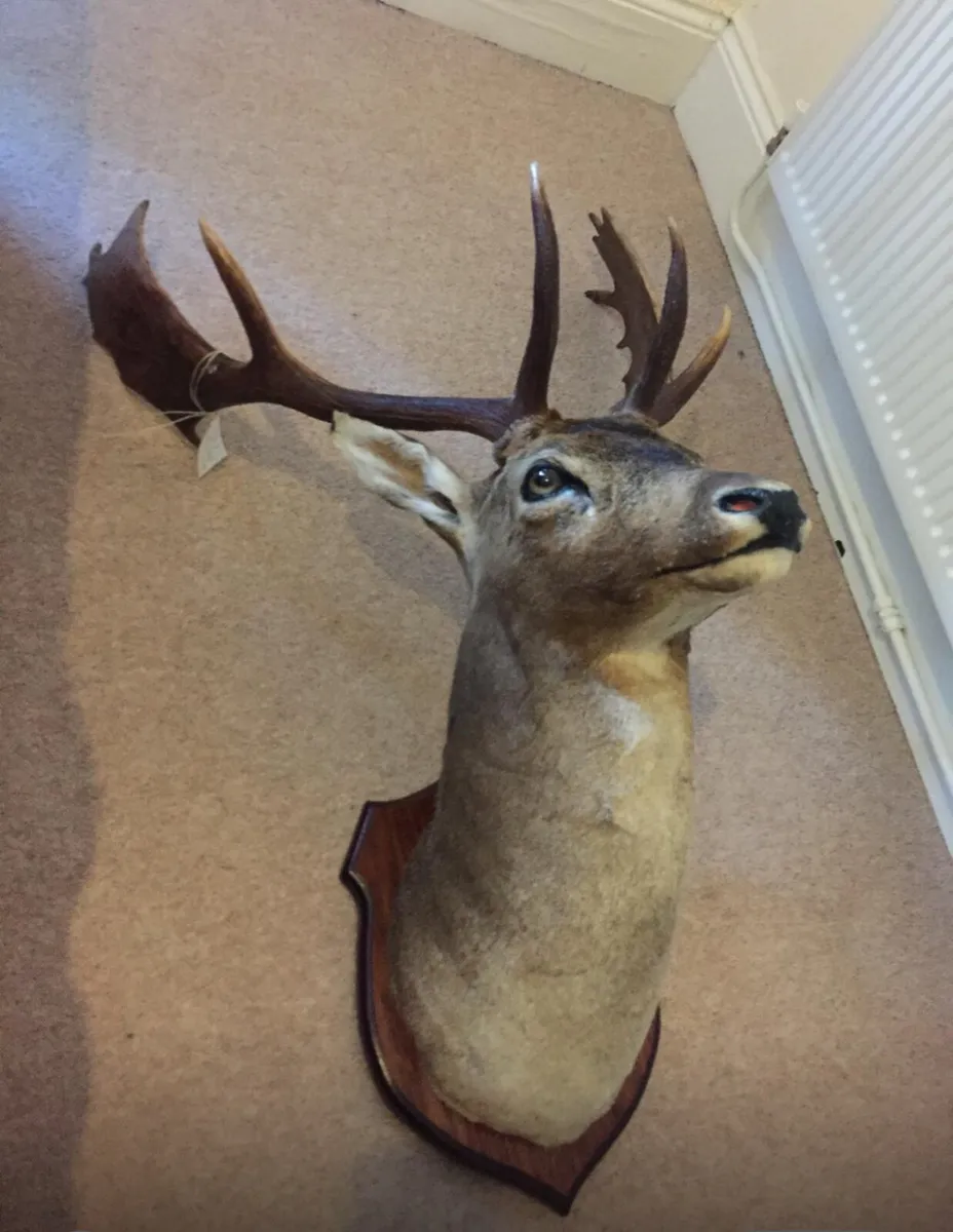 Fallow deer head, Silver medal - Image 2