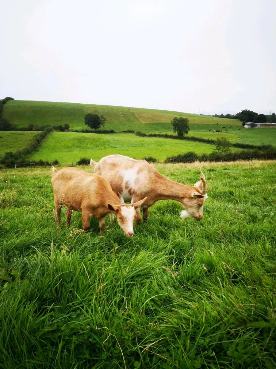 Goats - Image 2