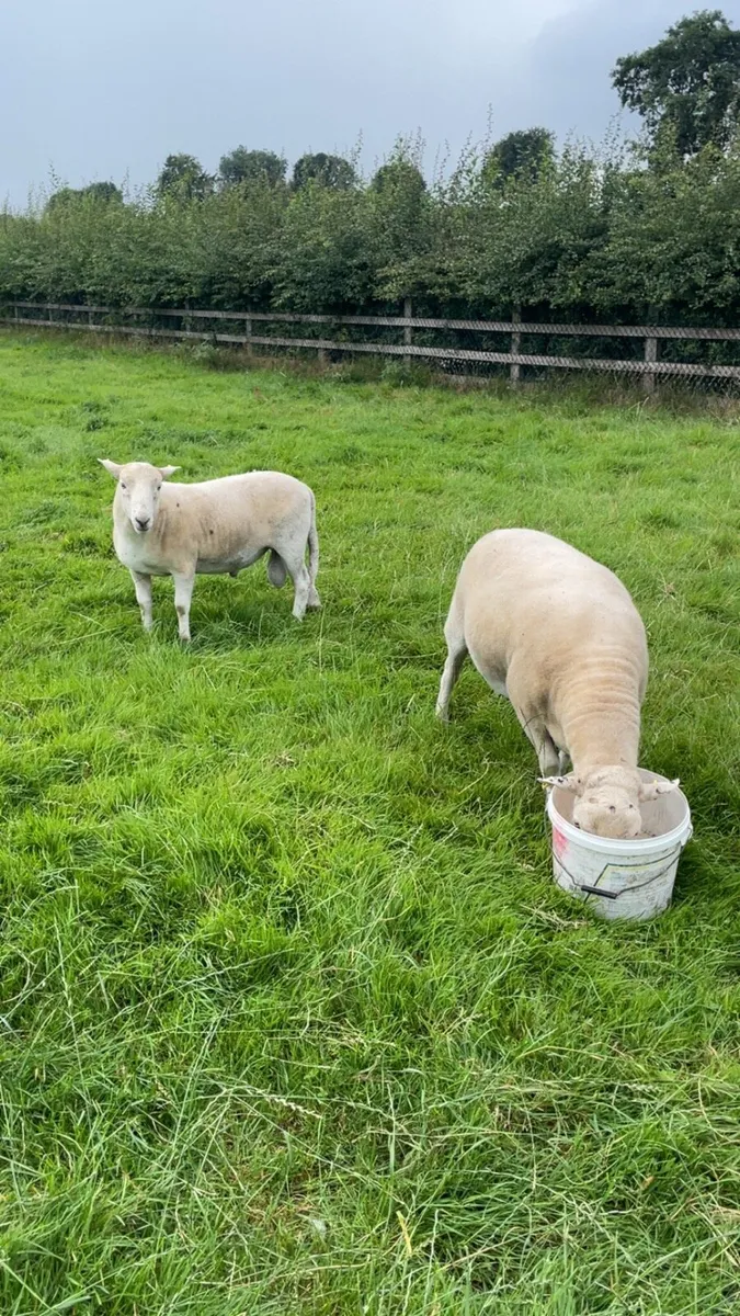 Easy care hogget rams PB NR - Image 2