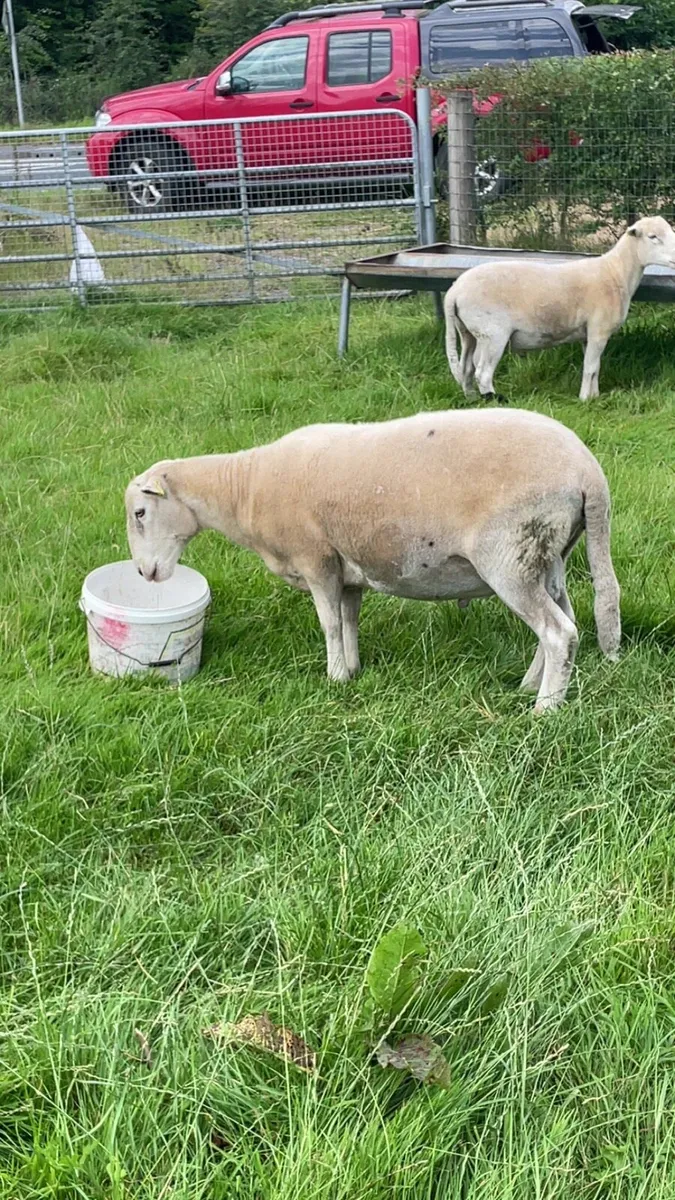 Easy care hogget rams PB NR - Image 3