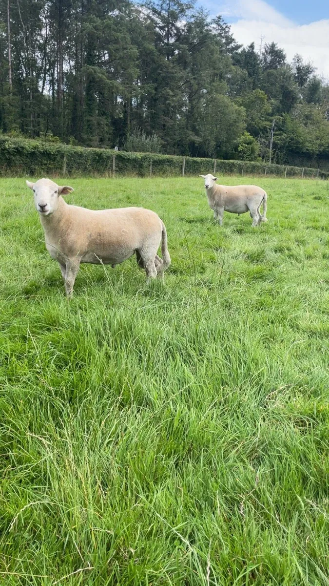 Easy care hogget rams PB NR - Image 4