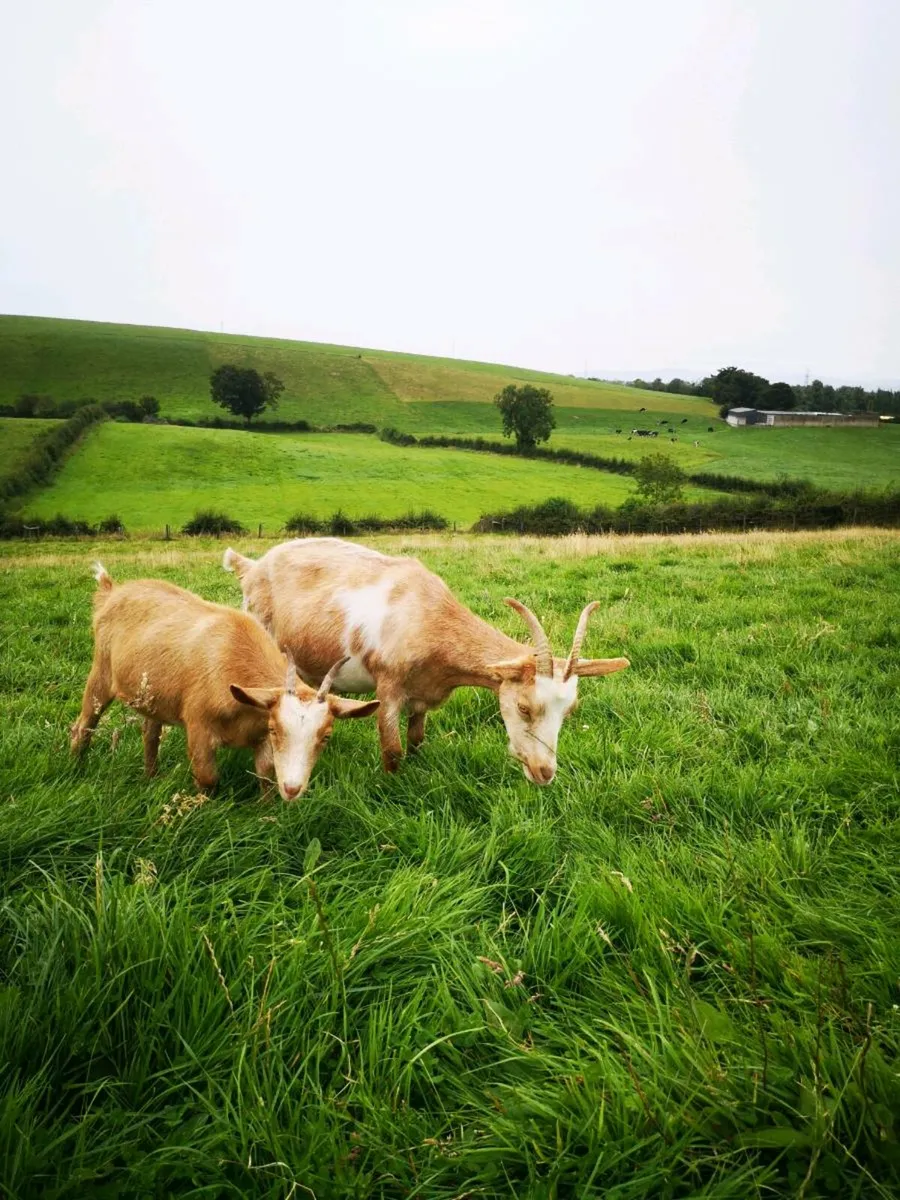 Goats - Image 1