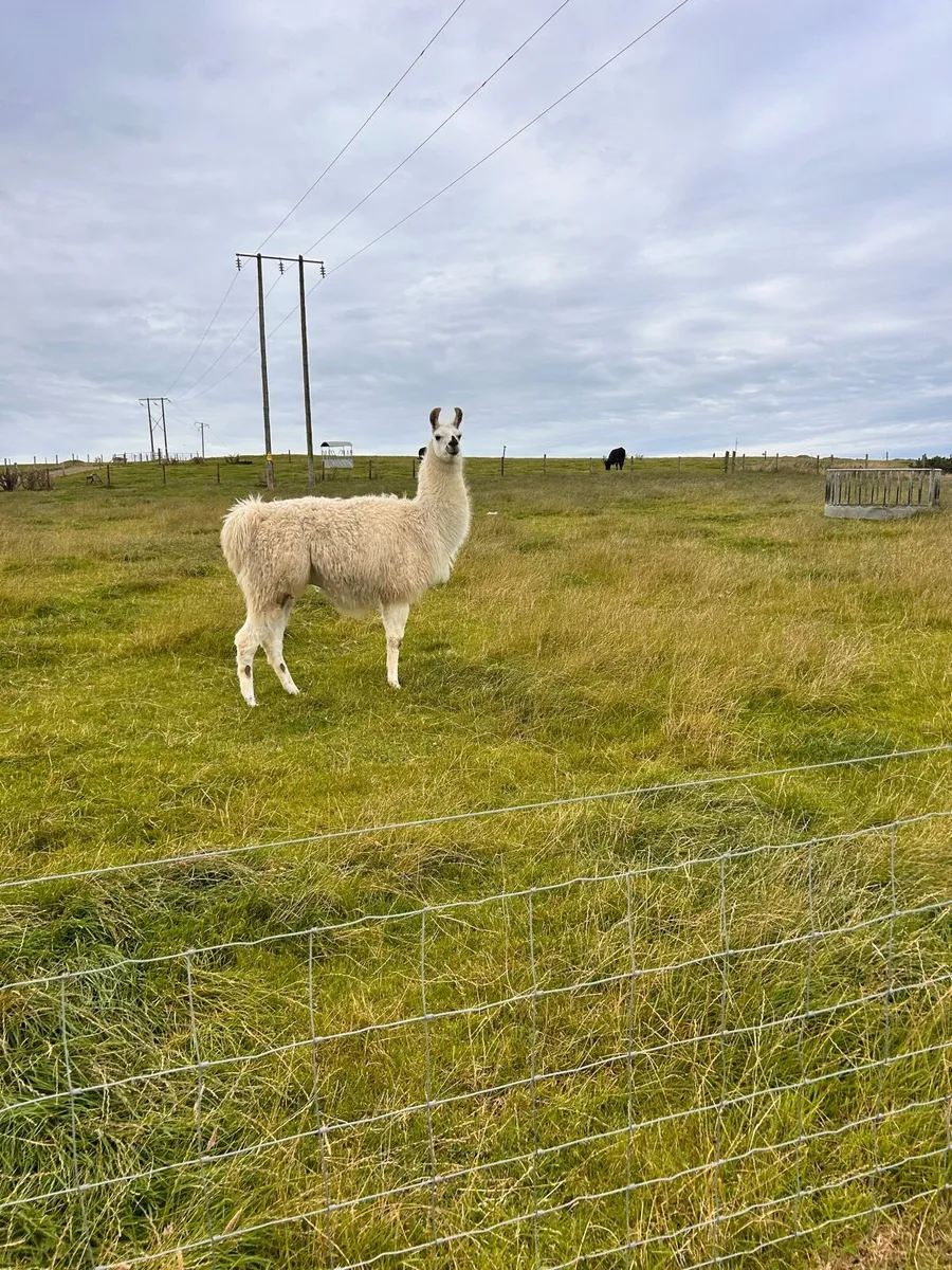 Llamas for sale - Image 1