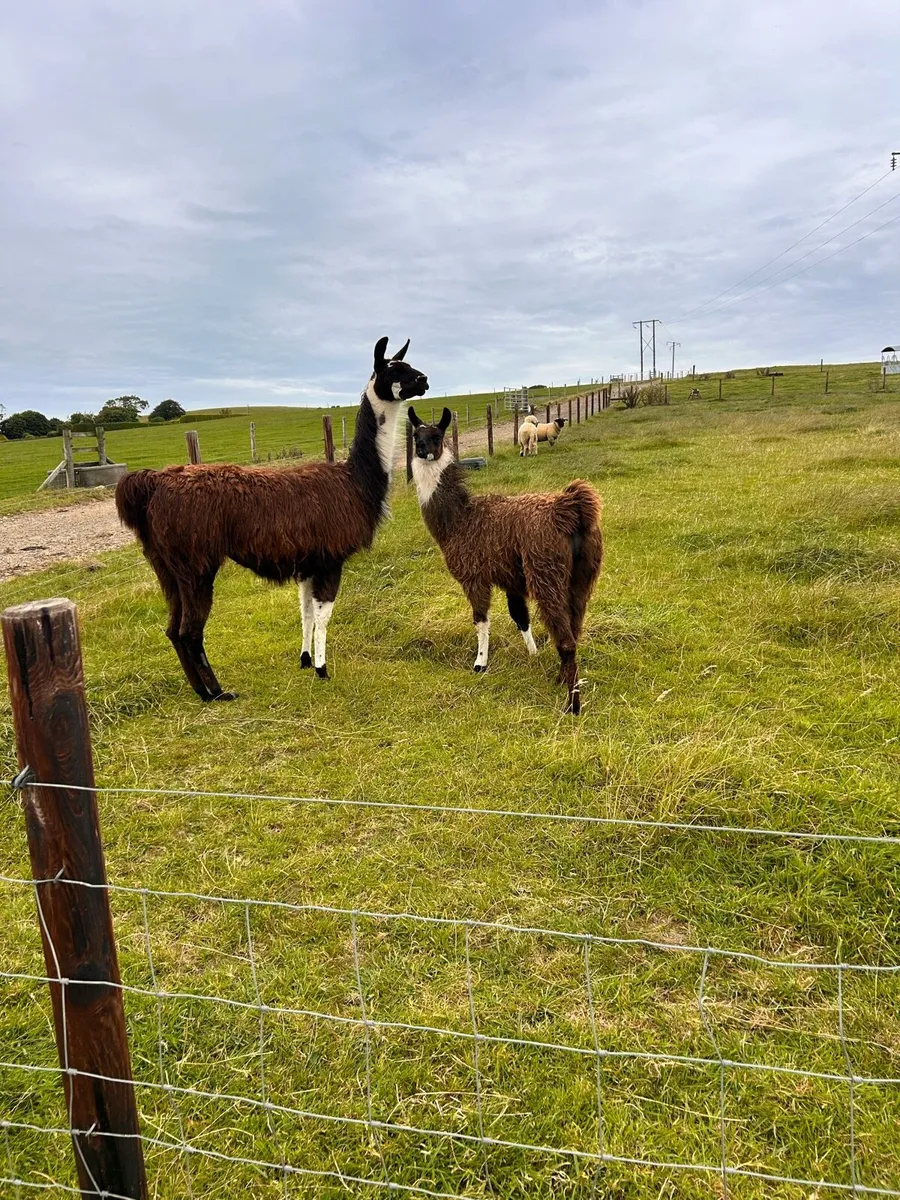 Llamas for sale - Image 2
