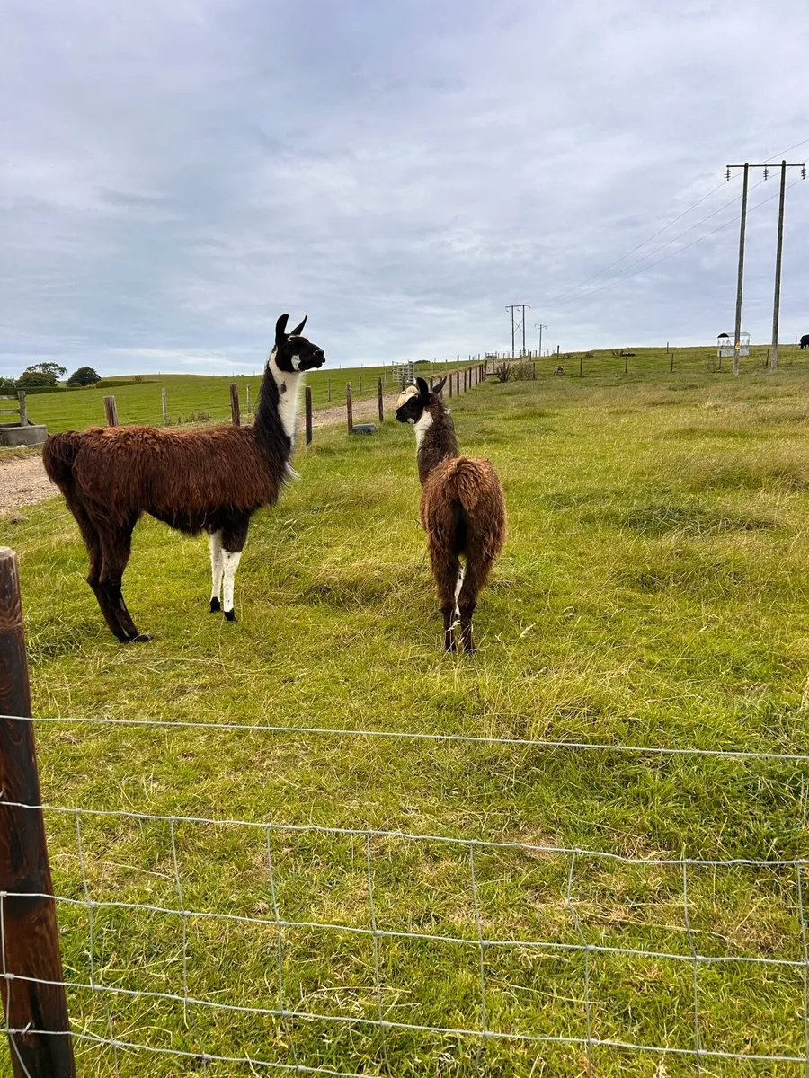 Llamas for sale - Image 3