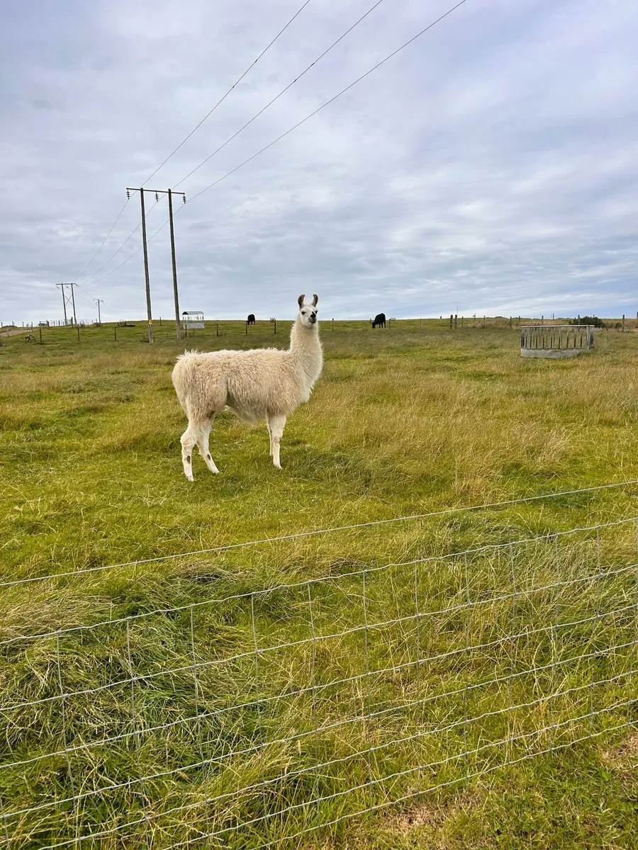 Llamas for sale - Image 4