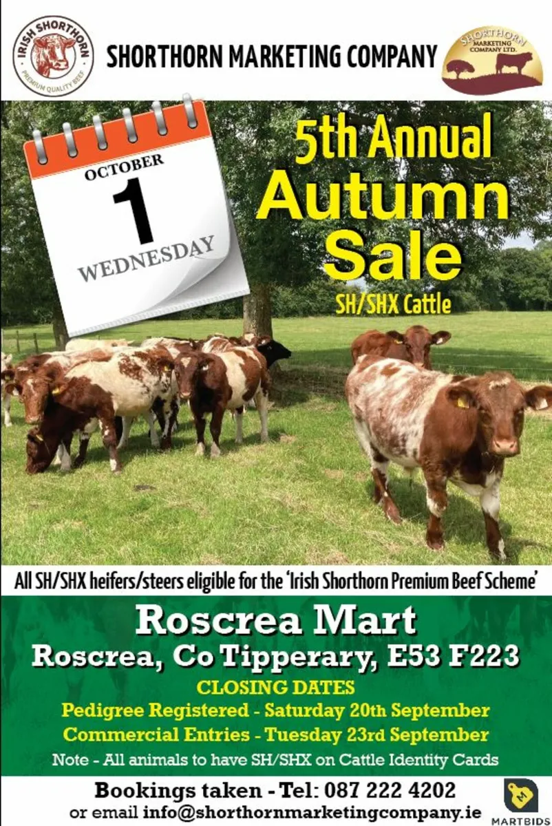 Upcoming  Sale of SHX Cattle