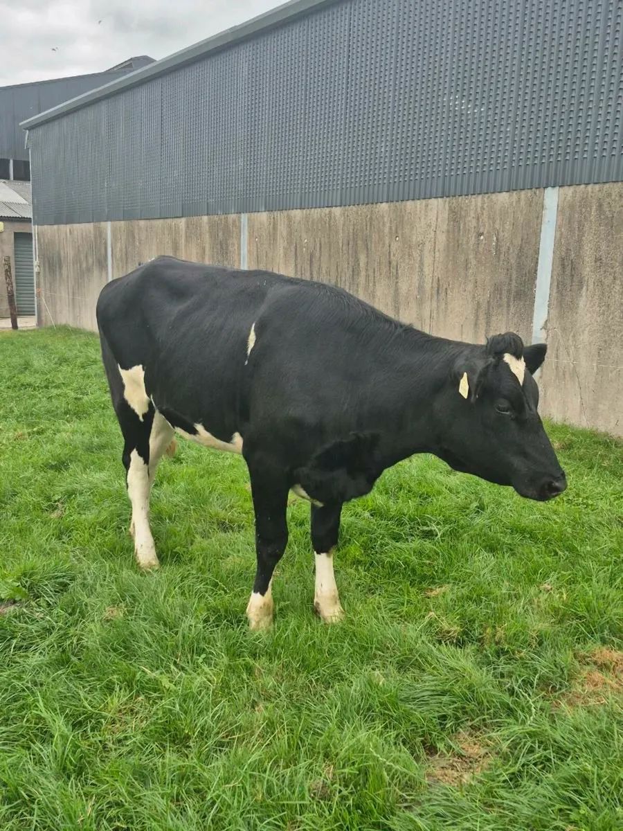 Pedigree heifers - Image 1