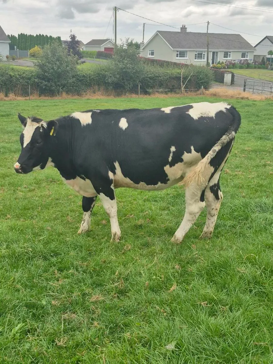 Pedigree heifers - Image 2