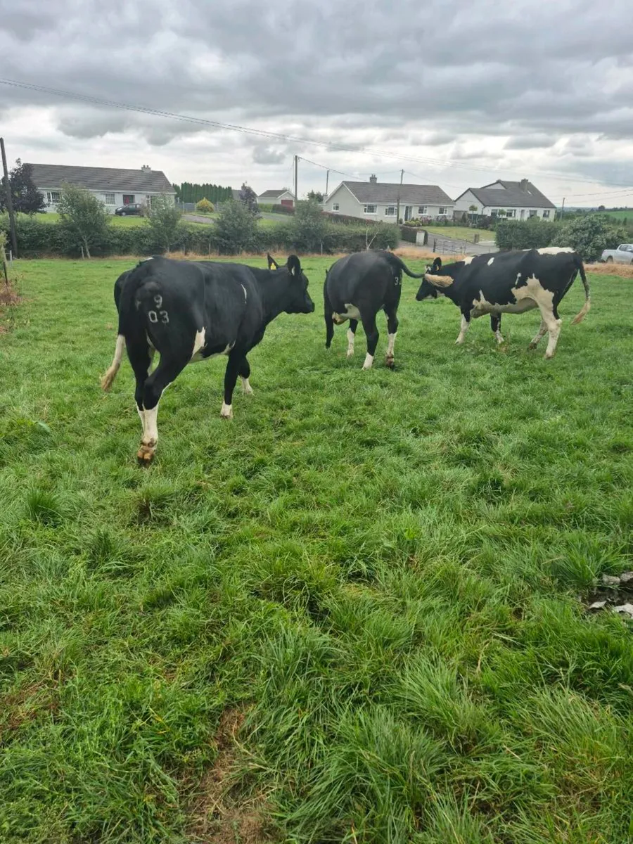 Pedigree heifers - Image 3