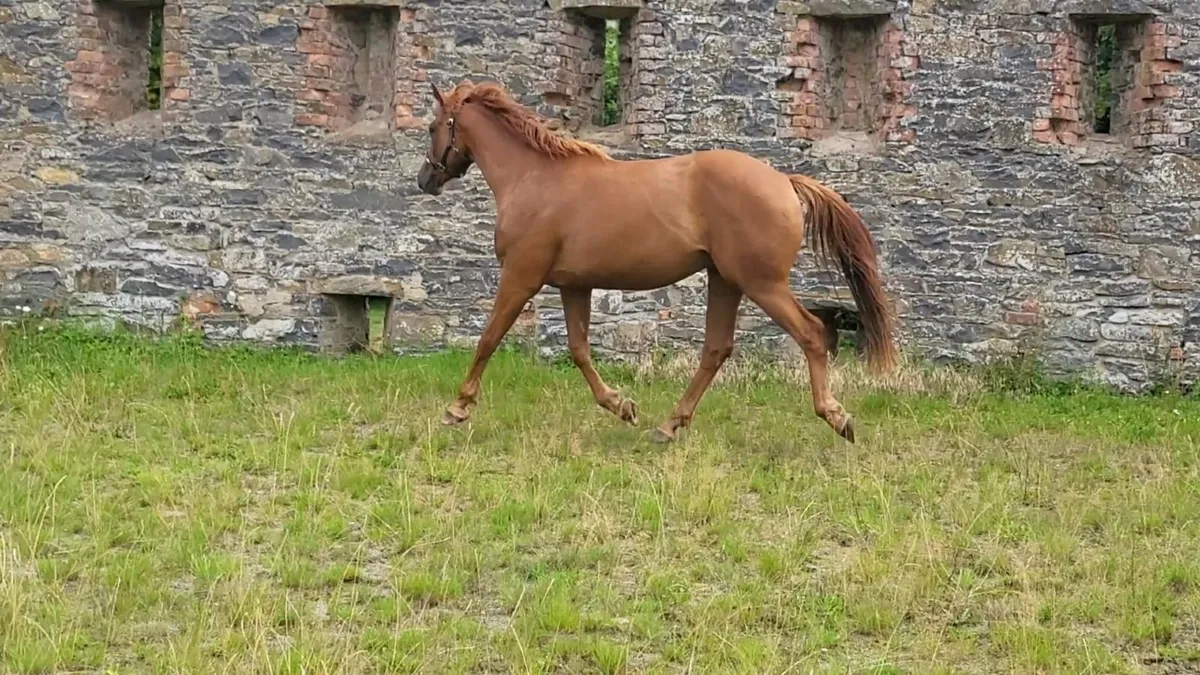 3Yr Crosstown Dancer - Image 1
