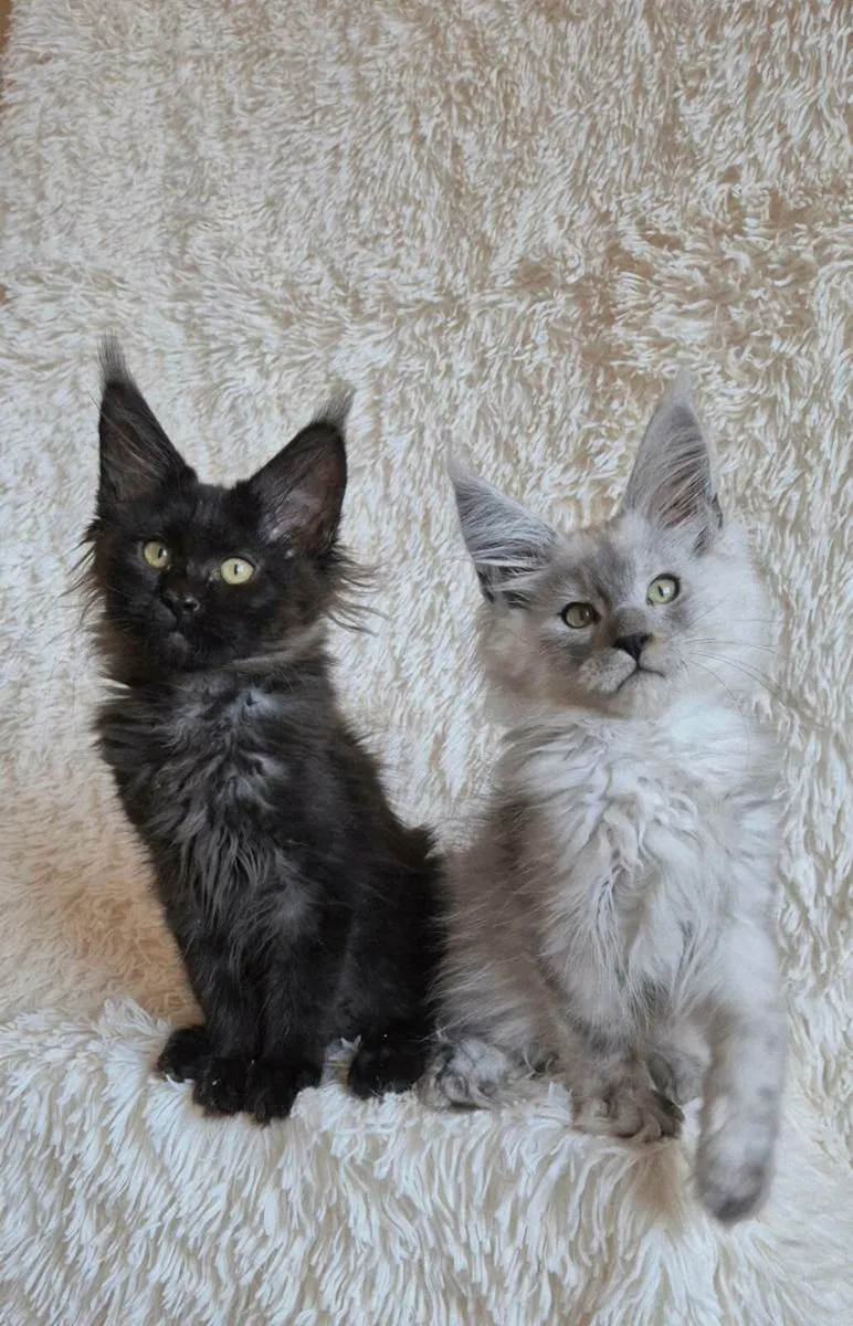 Maine Coon