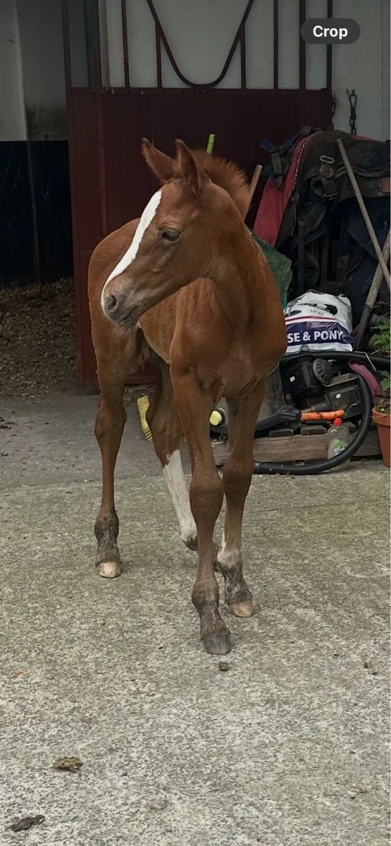 Broodmare,foal by castlecomerQ - Image 1