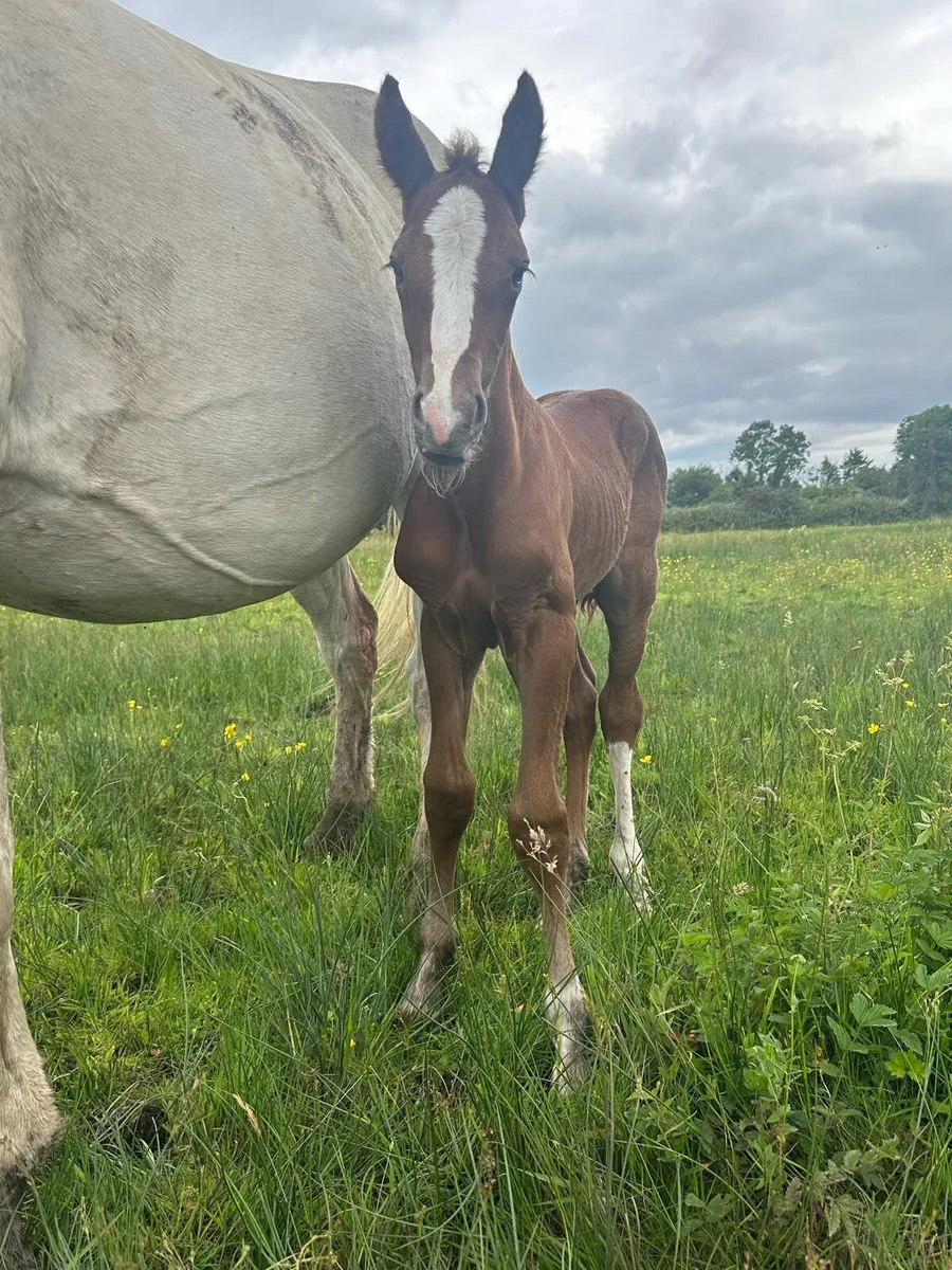 Broodmare,foal by castlecomerQ - Image 3