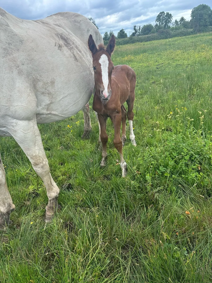 Broodmare,foal by castlecomerQ - Image 4