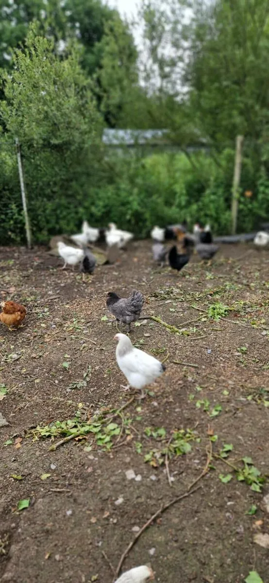 Pullets/Hens/ Baby chicks/Fertile eggs - Image 3