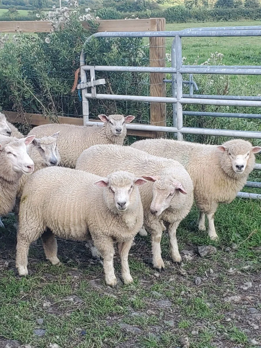 Blue Du Maine    Ewe Lambs - Image 1