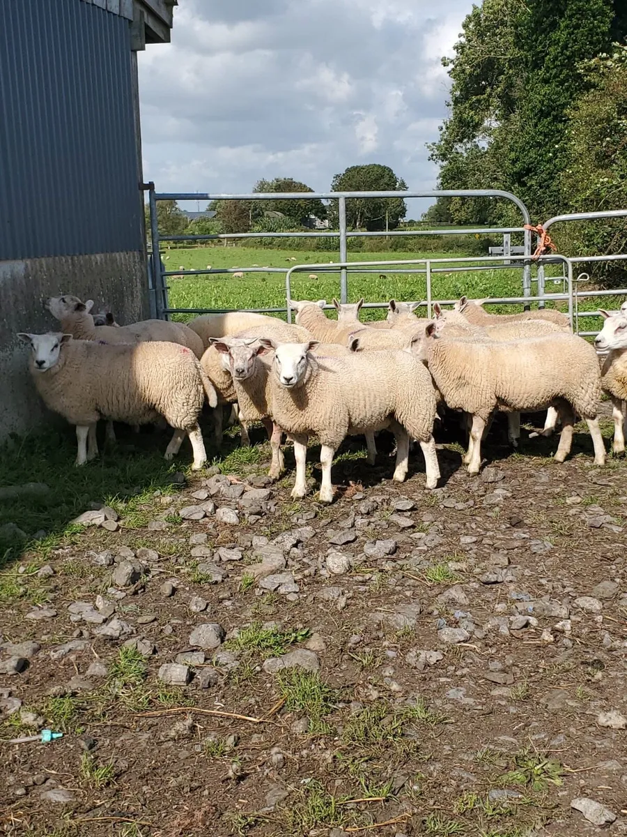 Blue Du Maine    Ewe Lambs - Image 2
