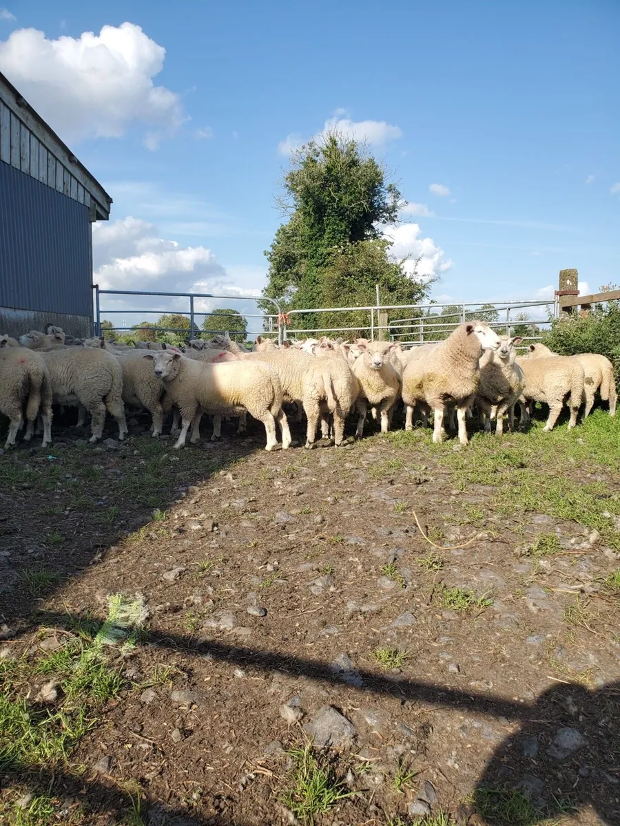Blue Du Maine    Ewe Lambs - Image 3