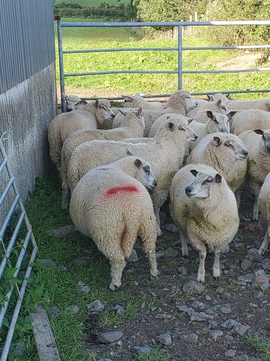 Blue Du Maine    Ewe Lambs - Image 4