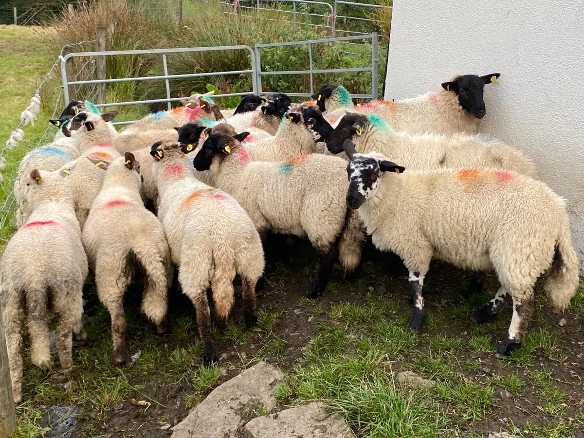 21 Lovely Suffolk Ewe Lambs - Image 1