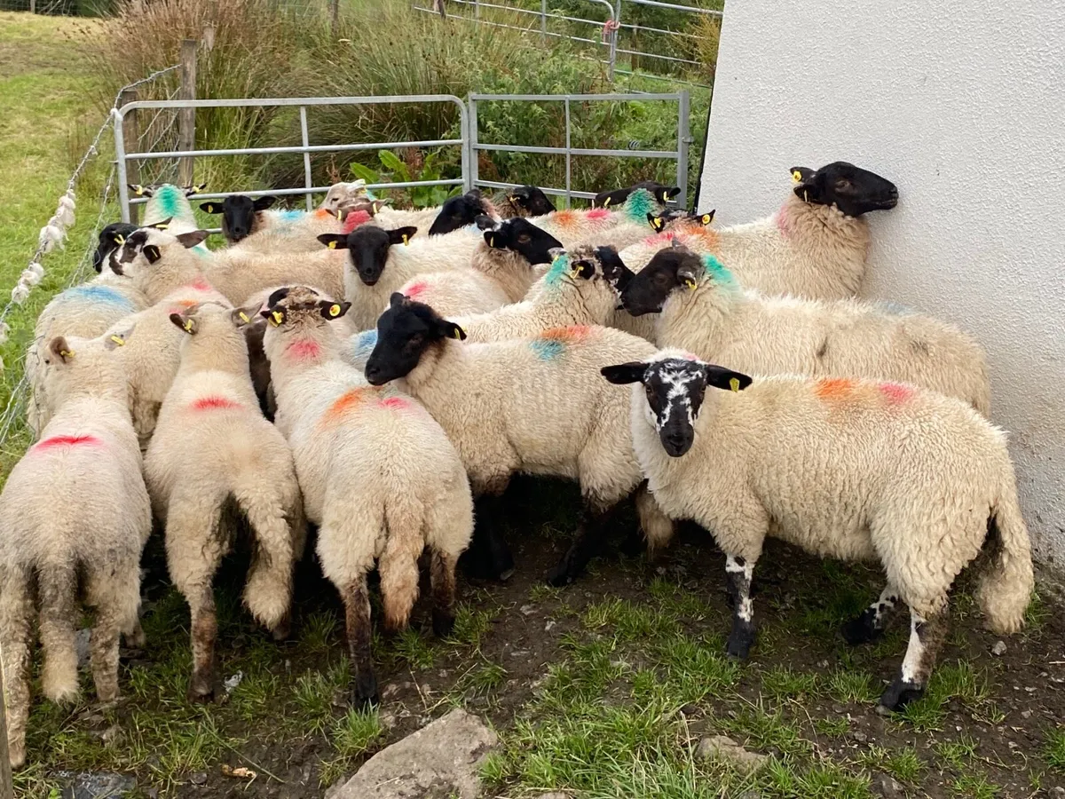 21 Lovely Suffolk Ewe Lambs - Image 3