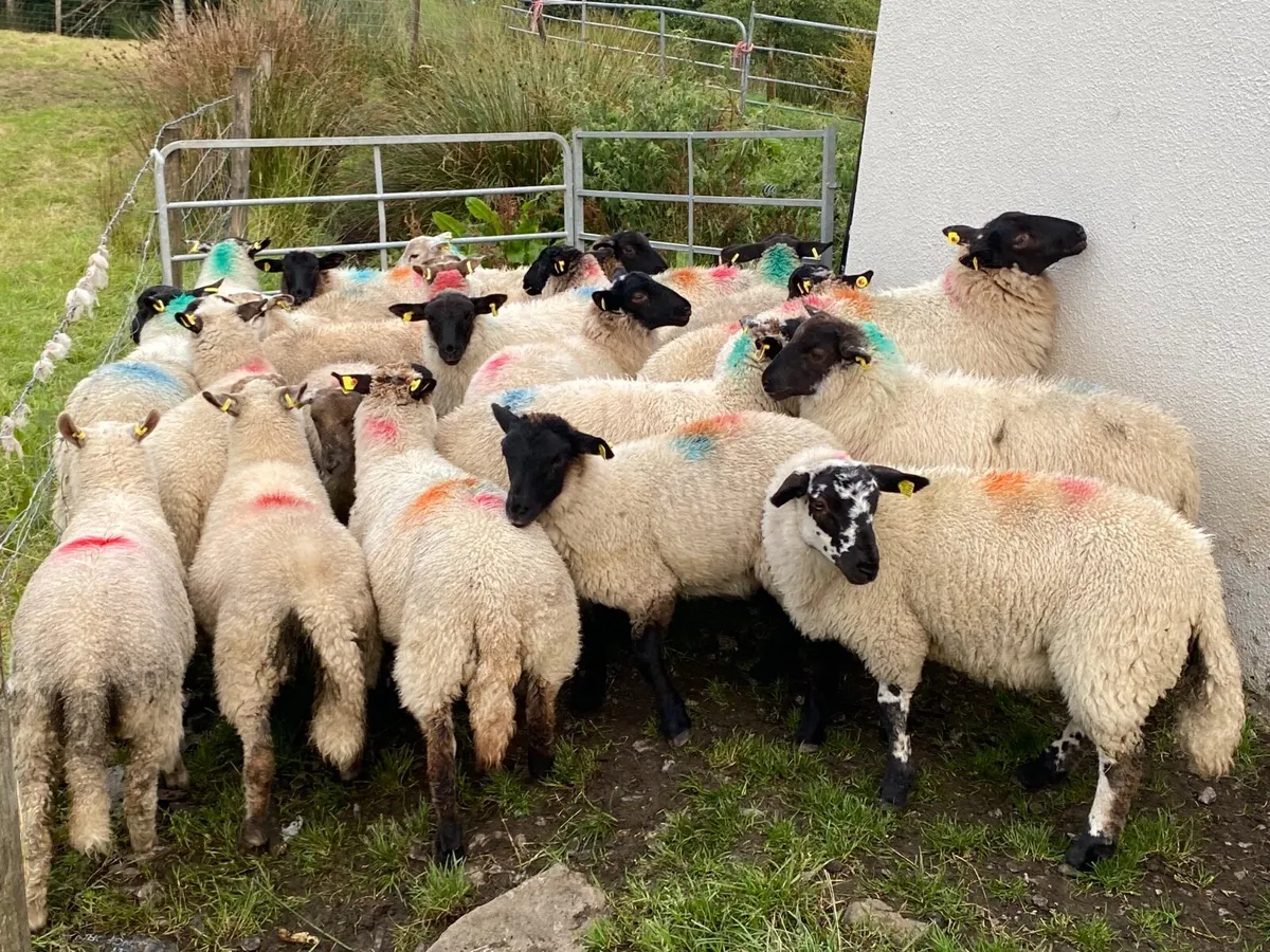 21 Lovely Suffolk Ewe Lambs - Image 4