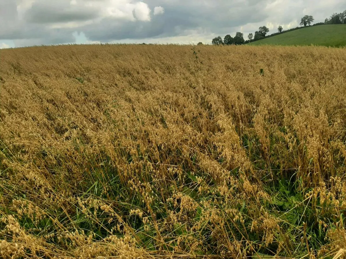 Organic Oats for sale - Image 2