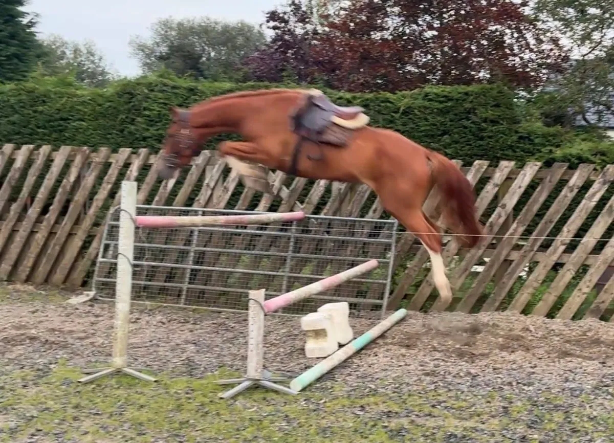 Flashy 3 year old Dignified Gelding - Image 1