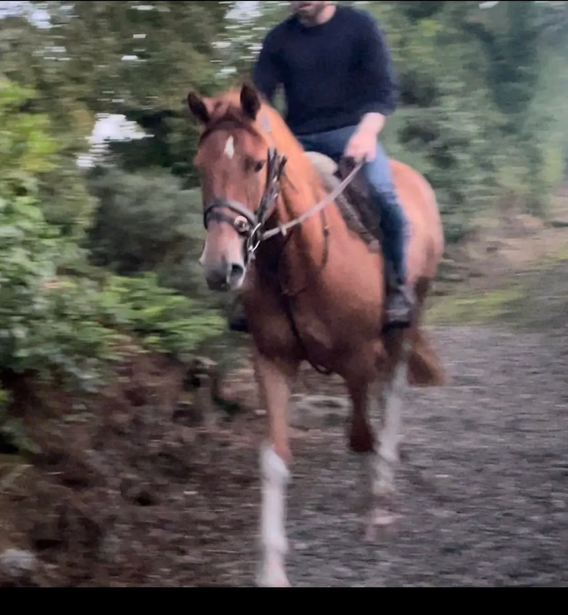 Flashy 3 year old Dignified Gelding - Image 2