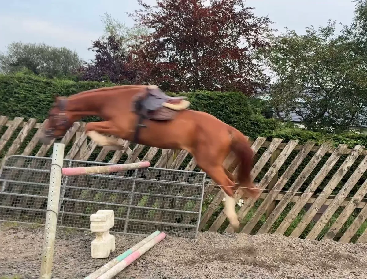 Flashy 3 year old Dignified Gelding - Image 4