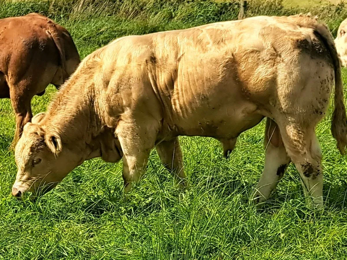 Weanling Bulls, Mohill Mart August 20th - Image 2
