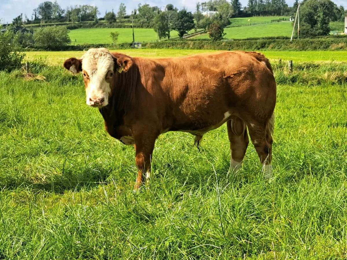 Weanling Bulls, Mohill Mart August 20th - Image 3