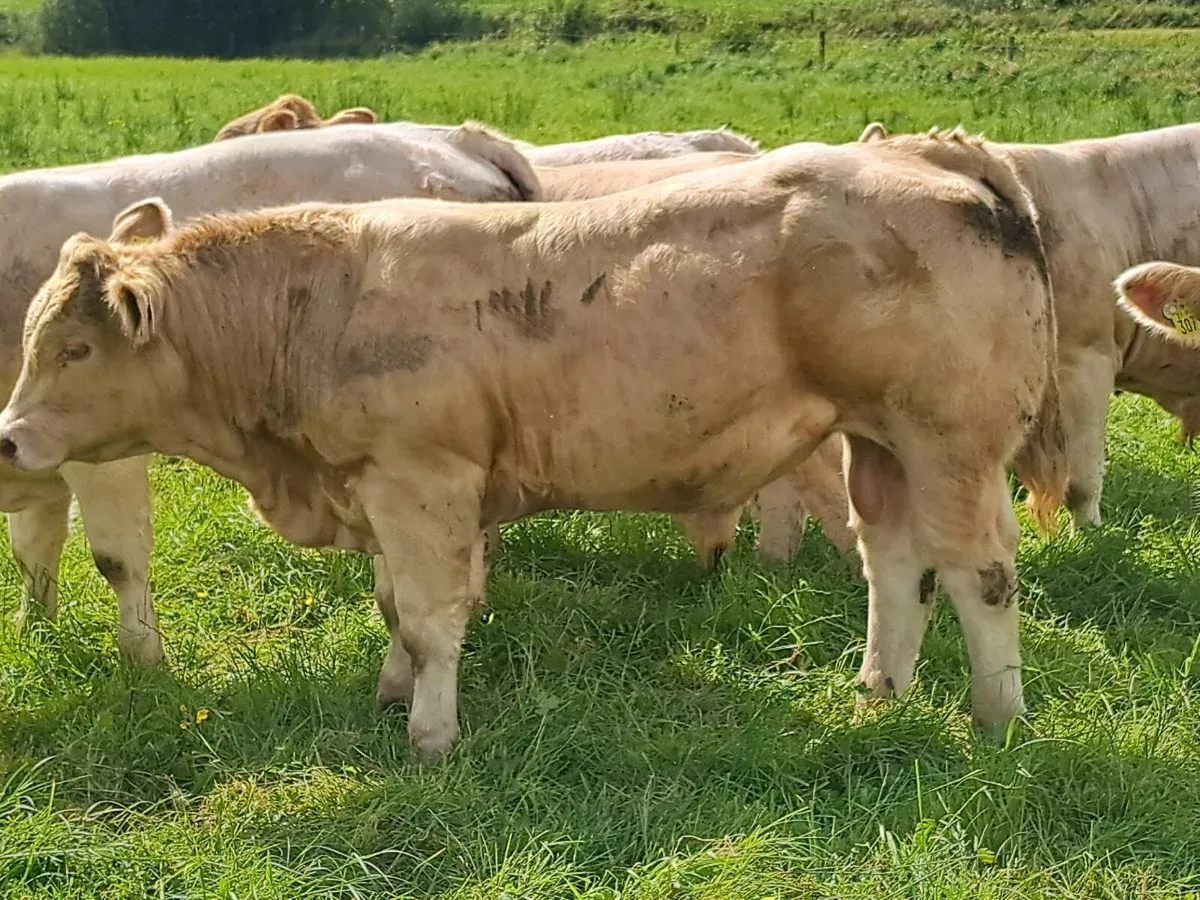 Weanling Bulls, Mohill Mart August 20th - Image 4