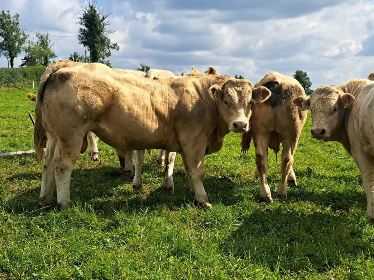 Weanling Bulls, Mohill Mart August 20th - Image 1