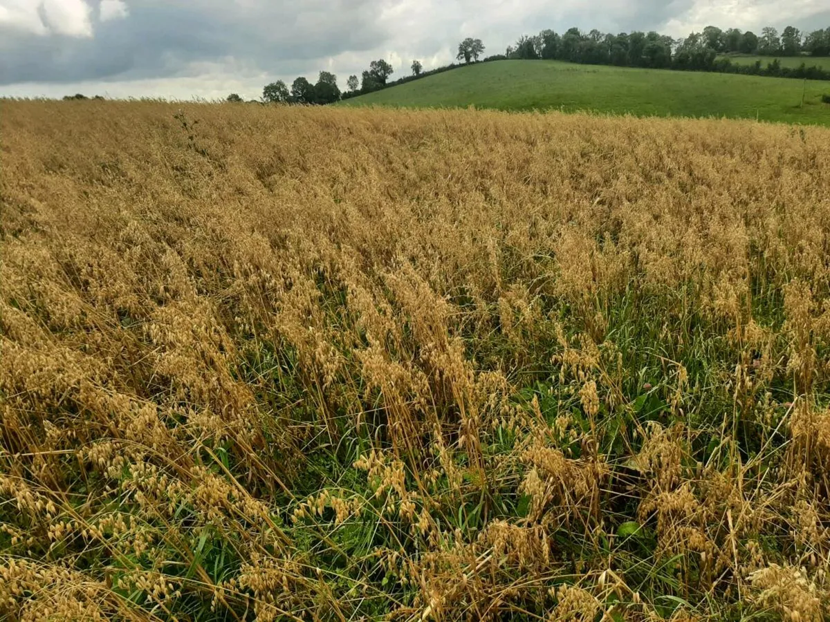 Organic Oats for sale - Image 1