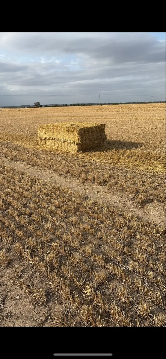 English Barley Straw - Image 2