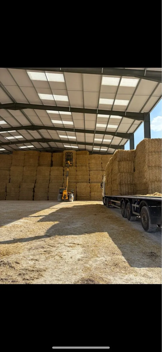 English Barley Straw - Image 3