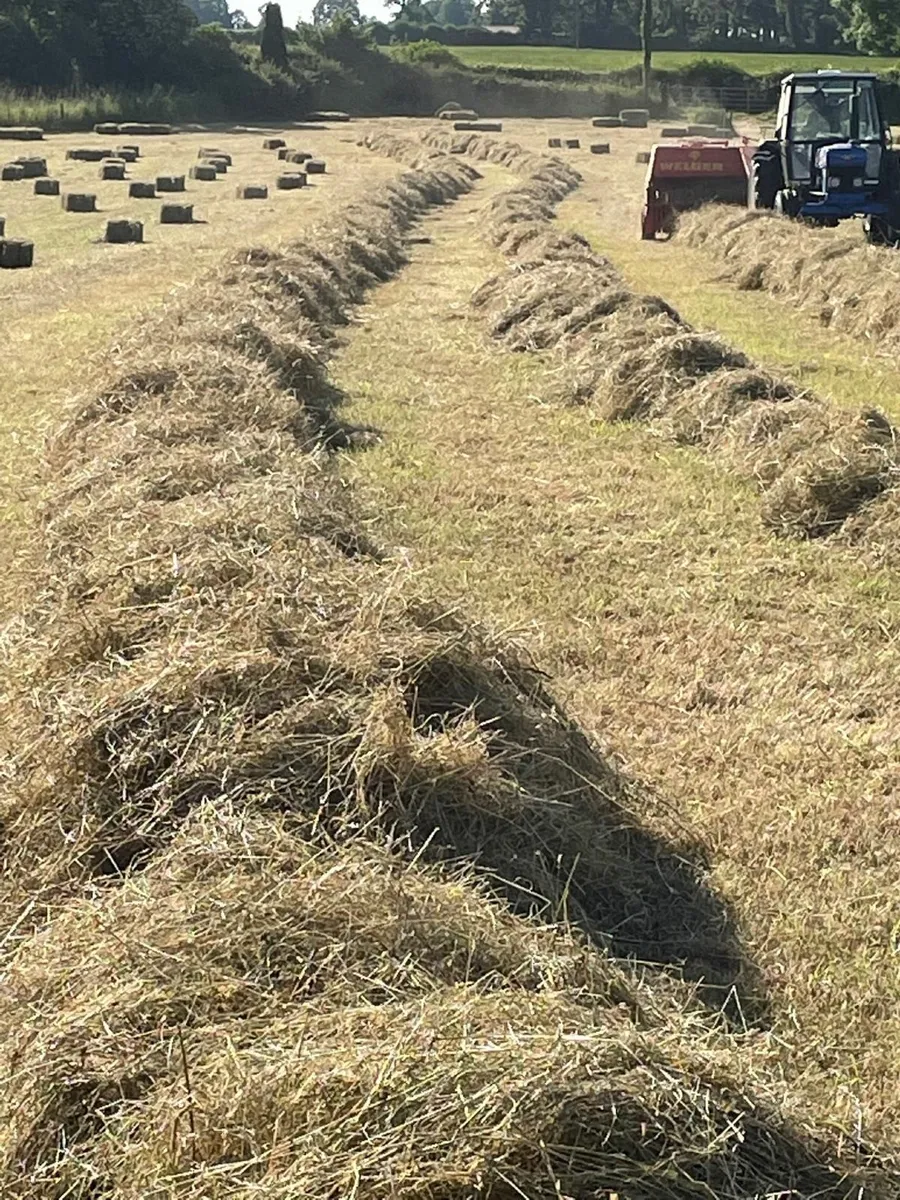 Square bales of Hay
