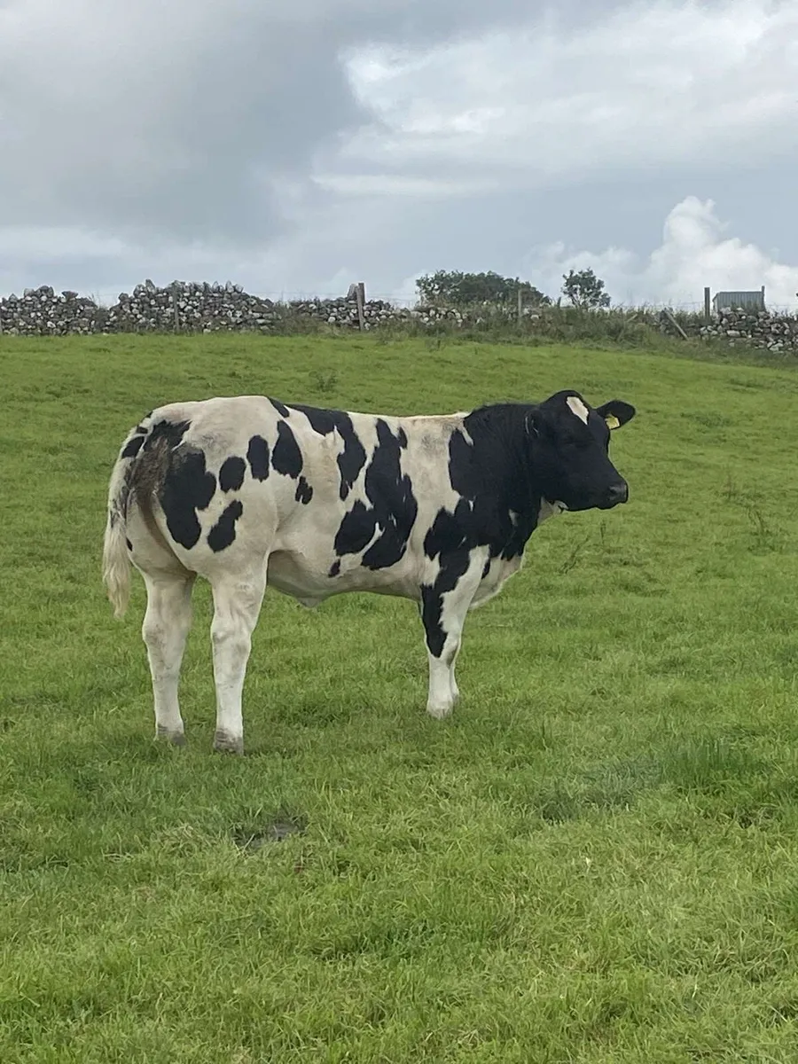 Show Type Heifer Weanling - Image 1