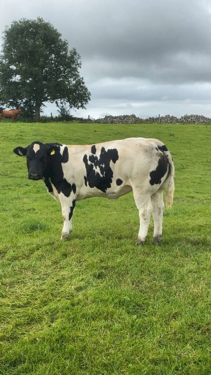 Show Type Heifer Weanling - Image 2