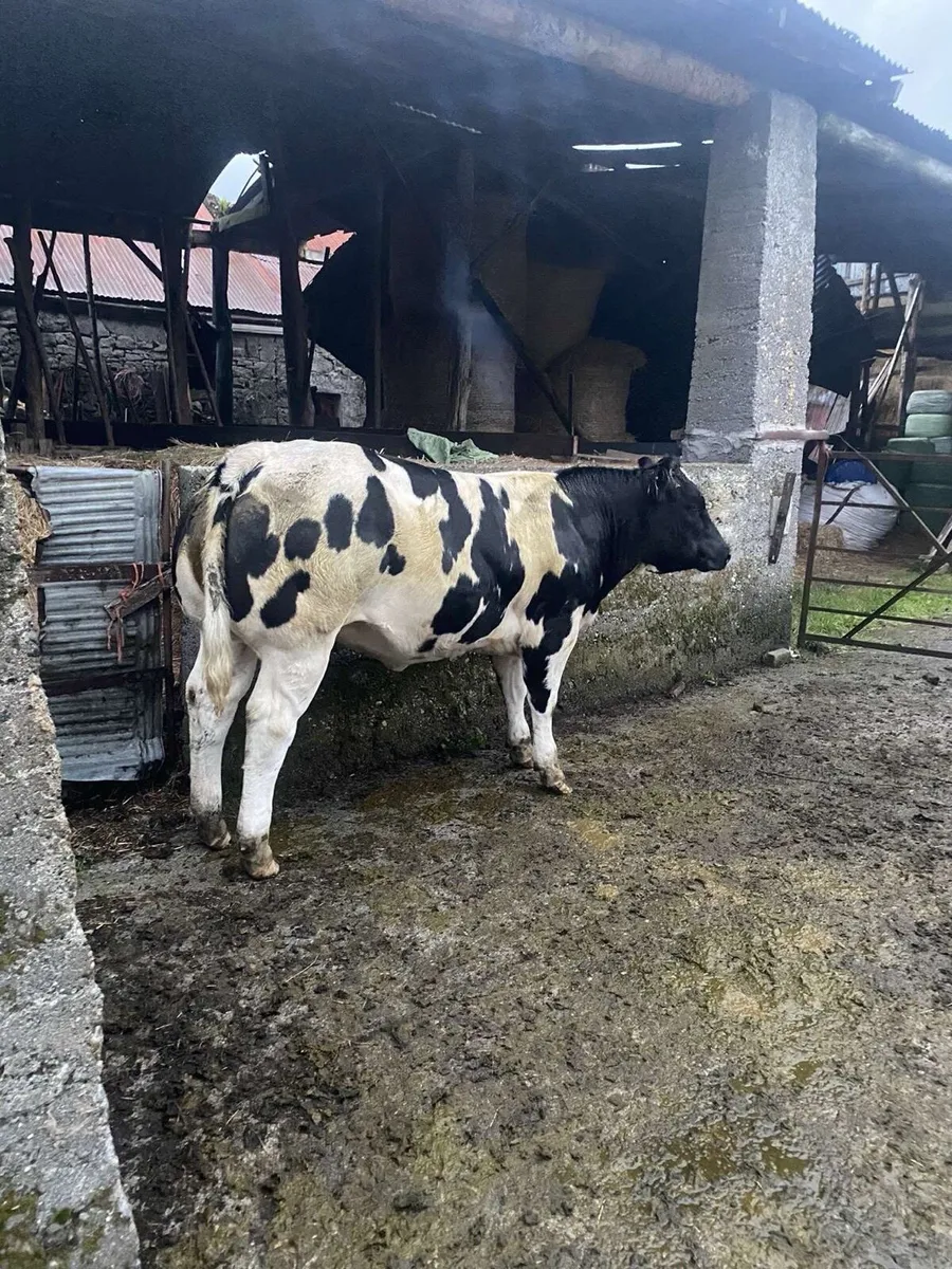 Show Type Heifer Weanling - Image 3
