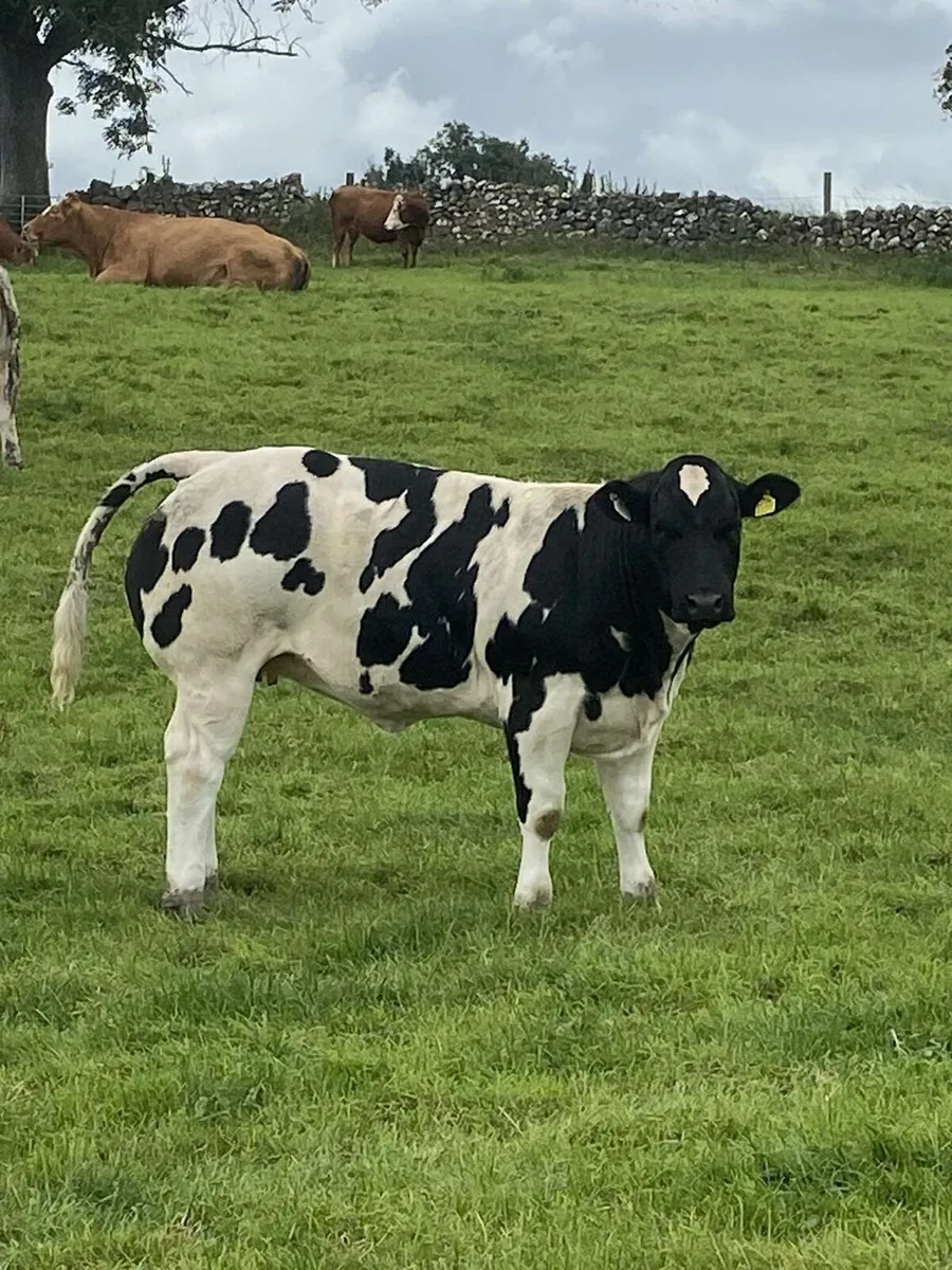 Show Type Heifer Weanling - Image 4