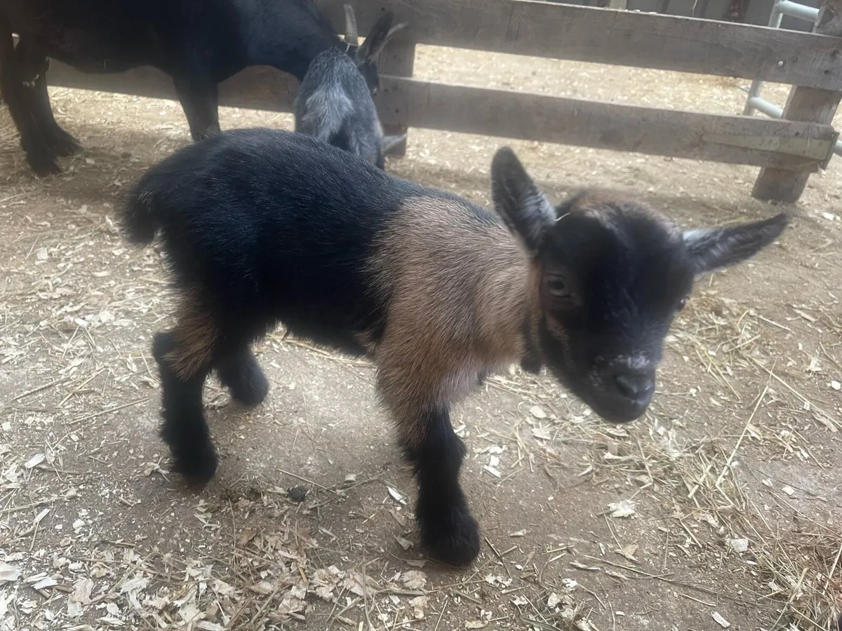Pygmy buck kids - Image 3