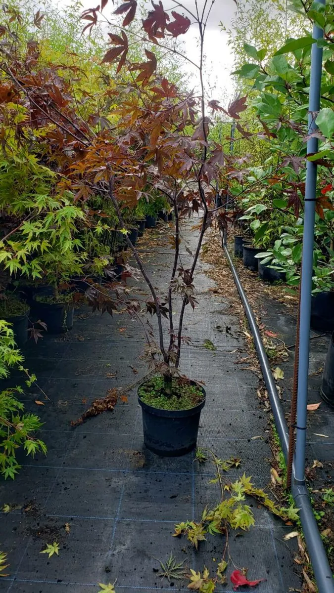 Japanese Maples 6 ft. Delivery available - Image 2